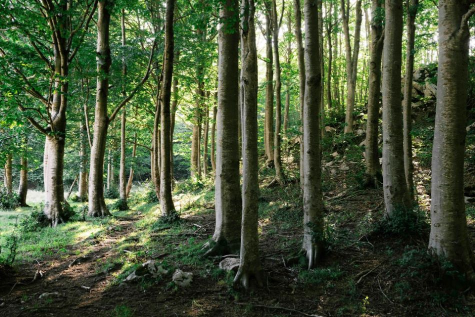 Matese: Der Atem der Erde zwischen Buchen und Steinpilzen